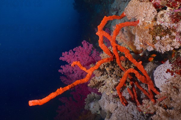 Toxic finger-sponge