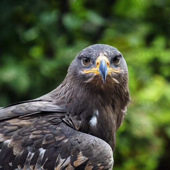 Steppe eagle