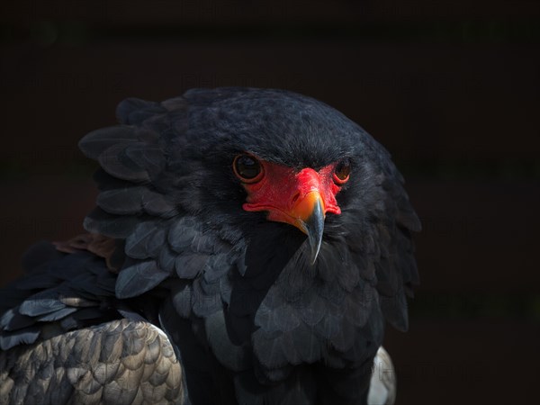 Bateleur