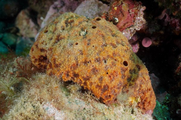 Crustacean sponge