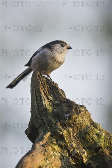 Long-tailed tit