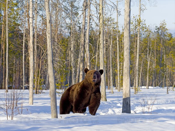 European brown bear