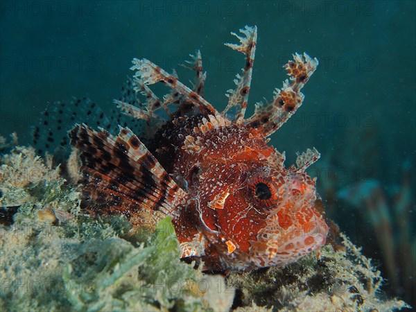 Red Sea Dwarf Lionfish