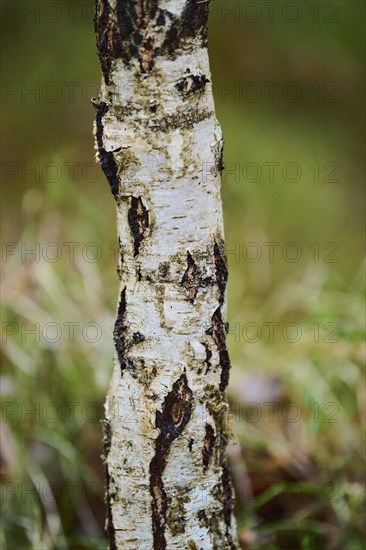 Tree trunk of the silver birch