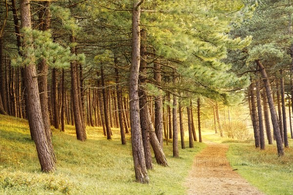 A path through a pine forest in the evening at golden hour