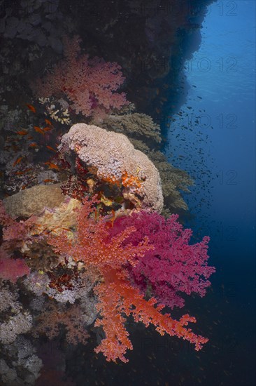 Klunzinger's klunzinger's soft coral