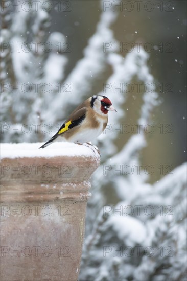 European goldfinch