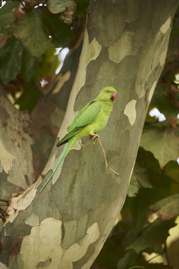 Monk parakeet