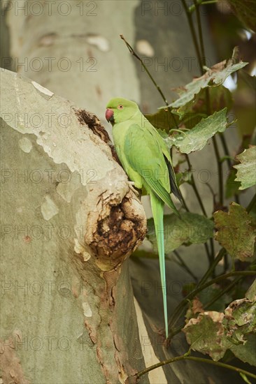 Monk parakeet