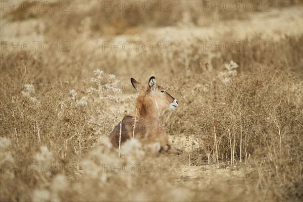 Waterbuck