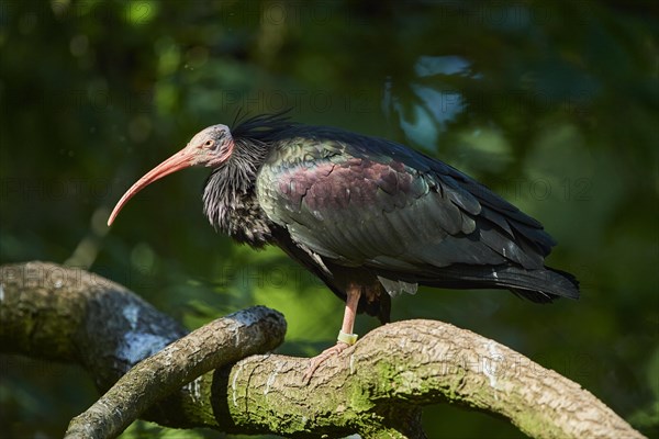 Northern bald ibis