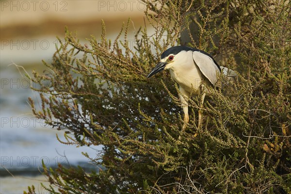 Black-crowned night heron