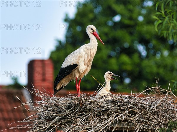 White stork