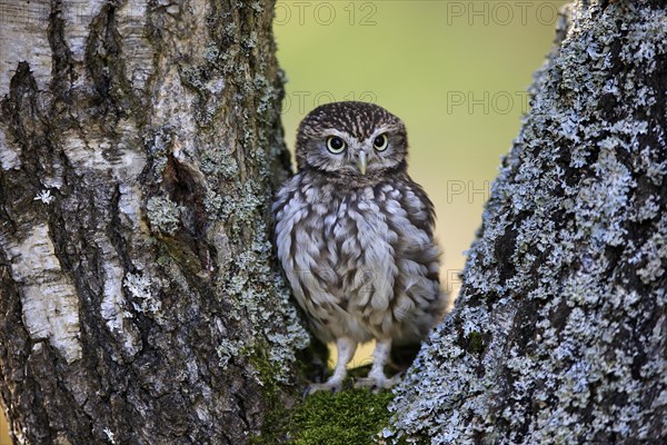 Pygmy Owl