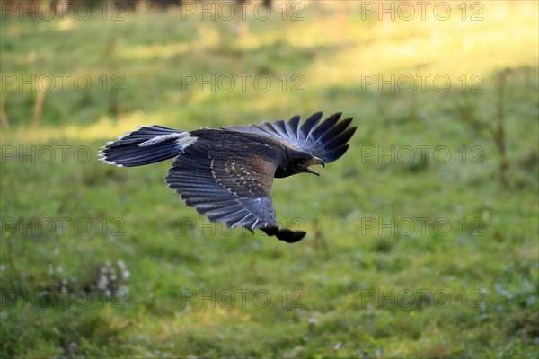 Harris's hawk