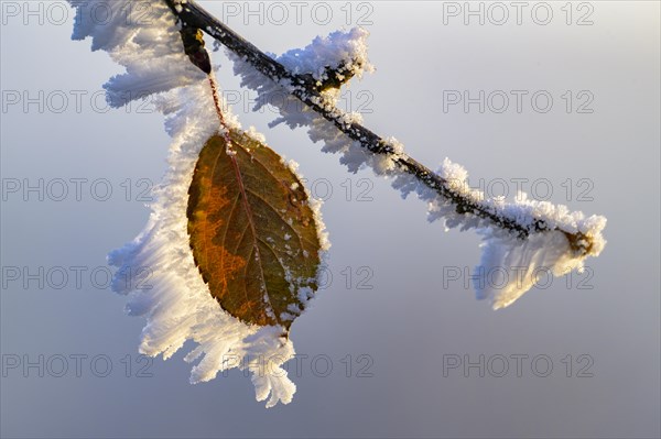 Leaf with hoarfrost