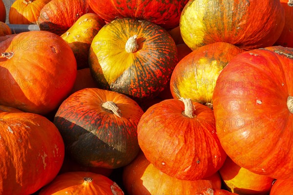 Various types of pumpkin