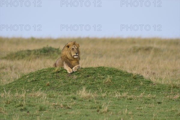 African lion