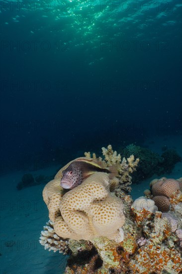 Black-sided hawkfish