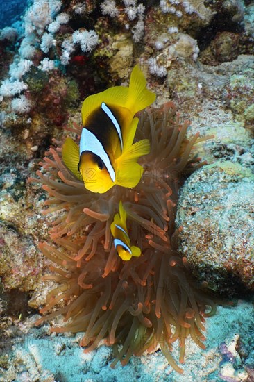 Two red sea clownfishes