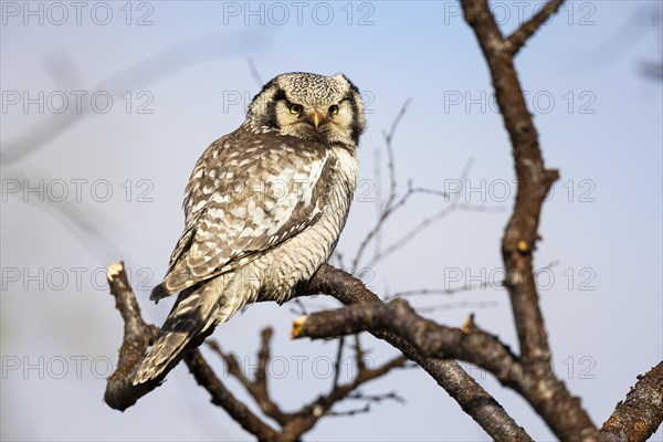 Northern hawk owl