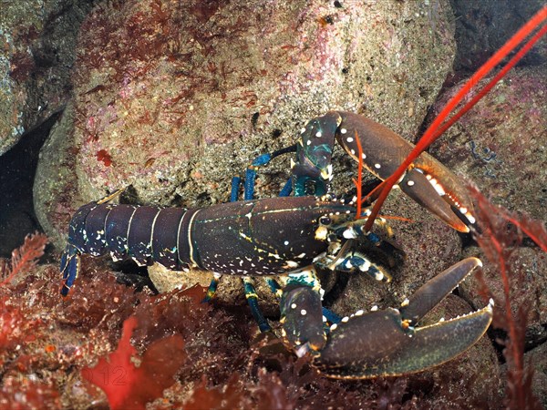 Common lobster