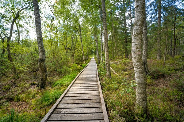 Birch avenue along the wooden path through the high moor