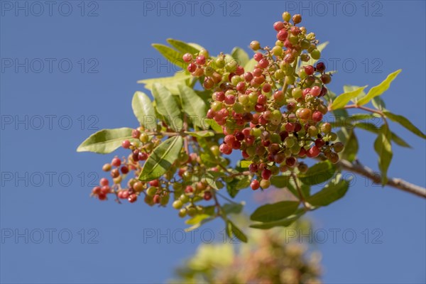 Brazilian brazilian peppertree