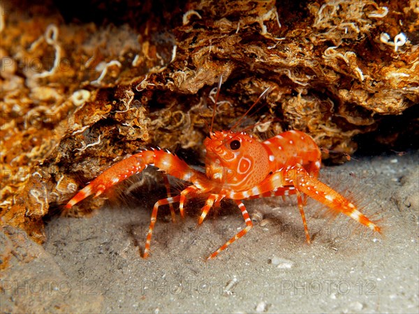 Red Atlantic Reef Lobster