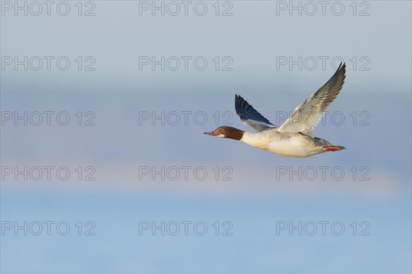 Common merganser