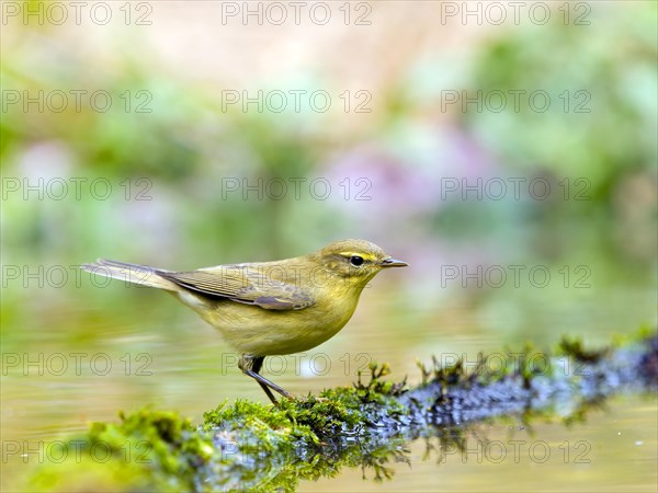 Common Chiffchaff