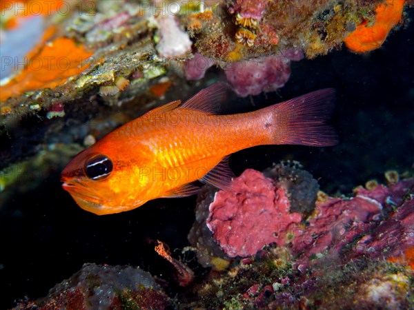 Cardinalfish