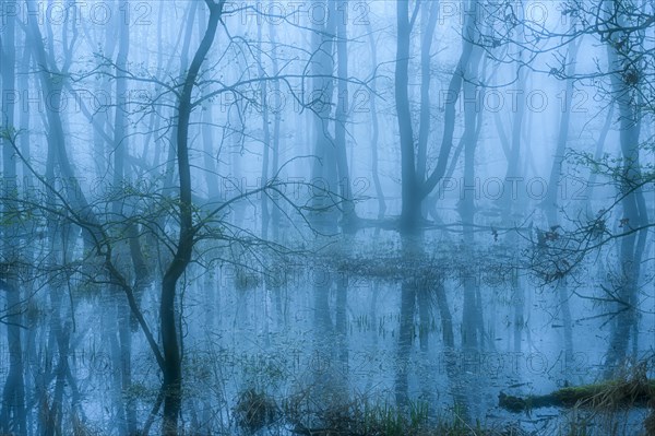 Flooded alder swamp on the shore of Lake Duemmer