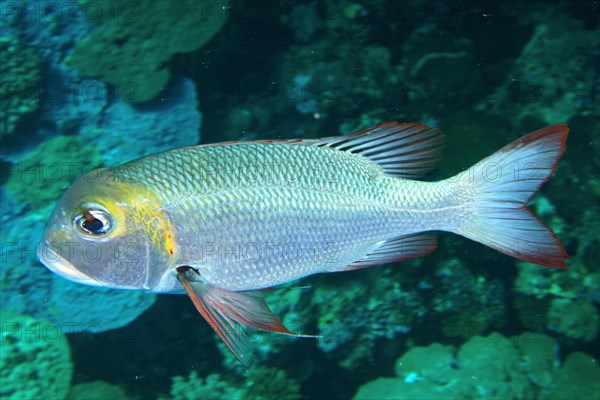 Humpnose big-eye bream