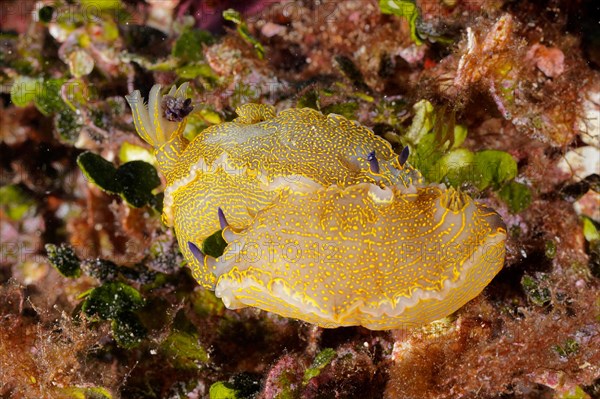 Yellow-violet star snail Star snail