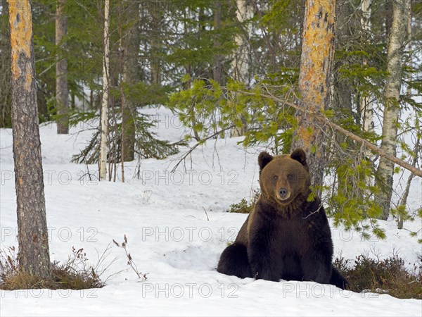 European brown bear