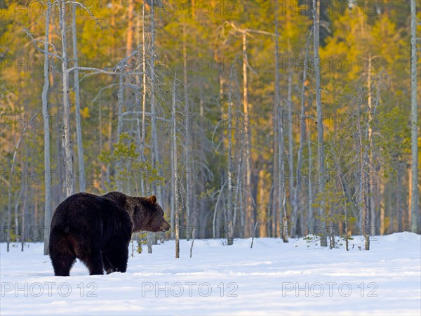 European brown bear