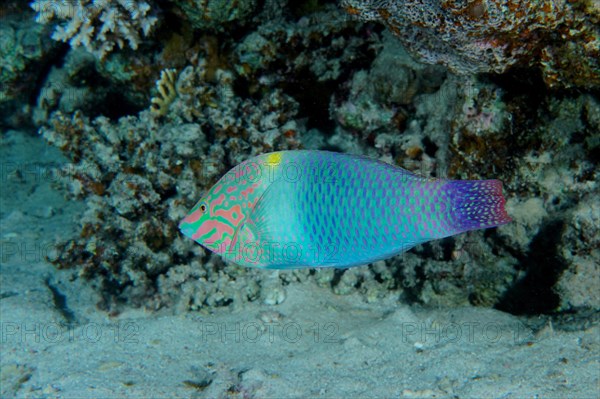 Checkerboard wrasse