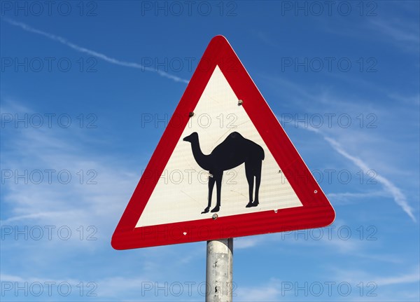 Camel crossing road sign