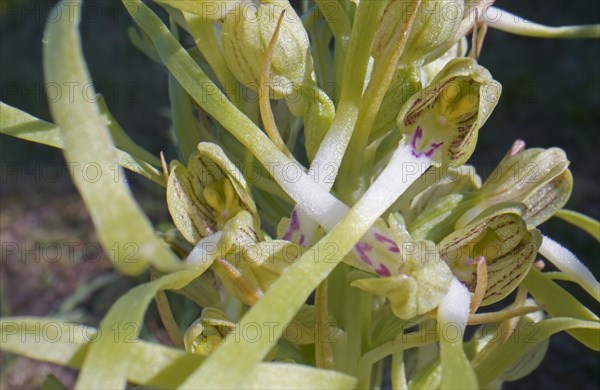 Lizard orchid