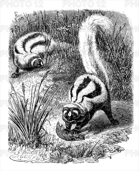 Zorilla or striped polecat