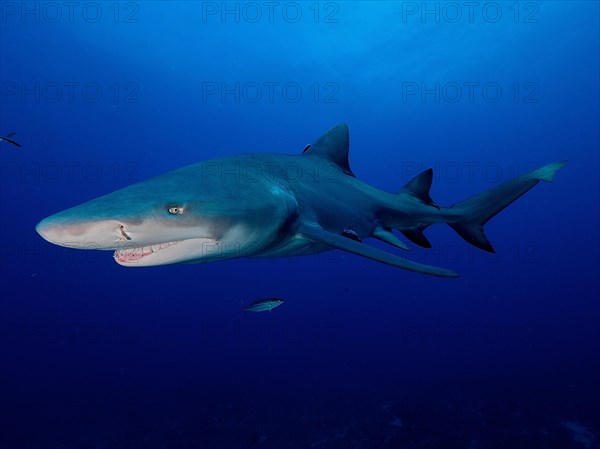 Lemon shark