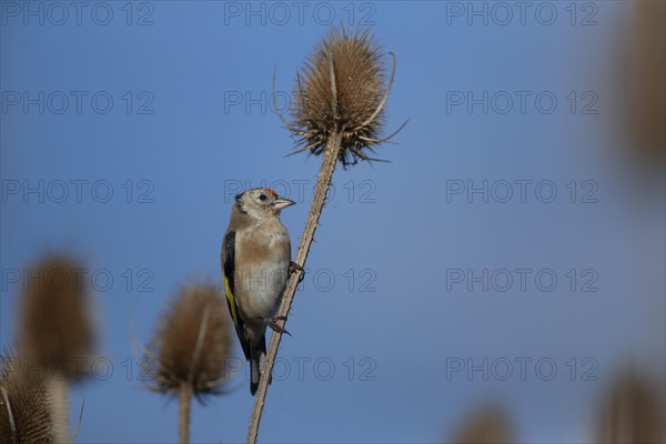 European goldfinch