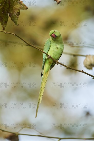 Monk parakeet