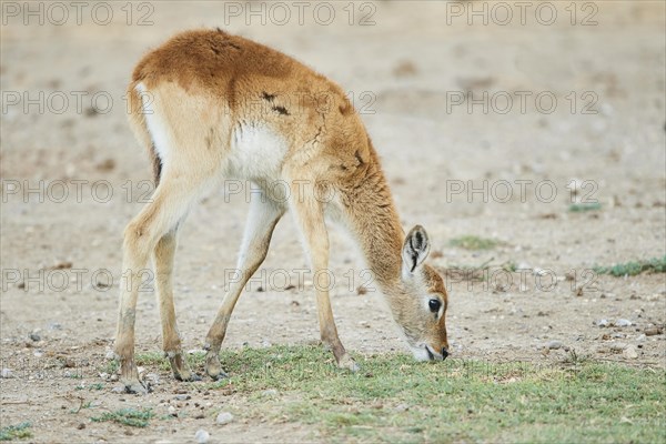 Southern lechwe