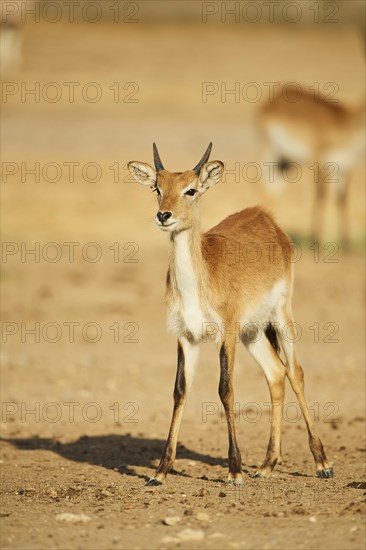 Southern lechwe