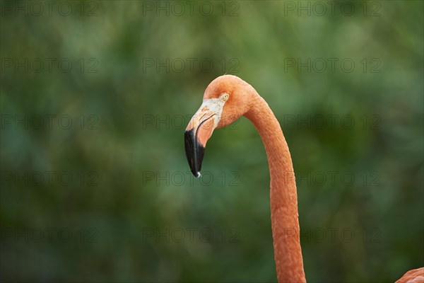 Portrait of an American flamingo