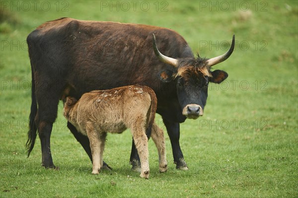 Aurochs