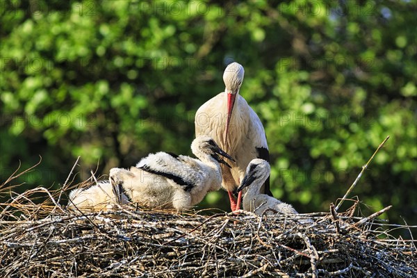 White stork