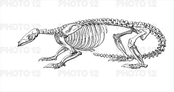 Skeleton of Chinese pangolin